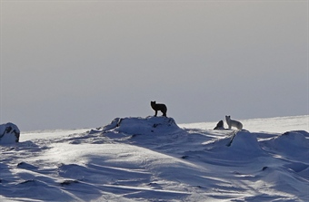 Meld fra hvis du ser fjellrev