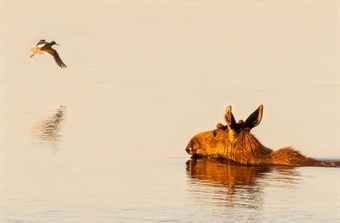 Hvor langt kan elgen svømme?