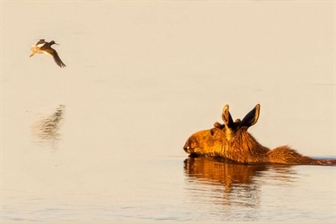 Hvor langt kan elgen svømme?