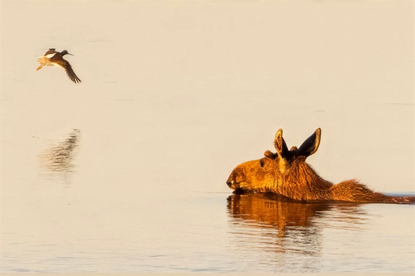 Hvor langt kan elgen svømme?