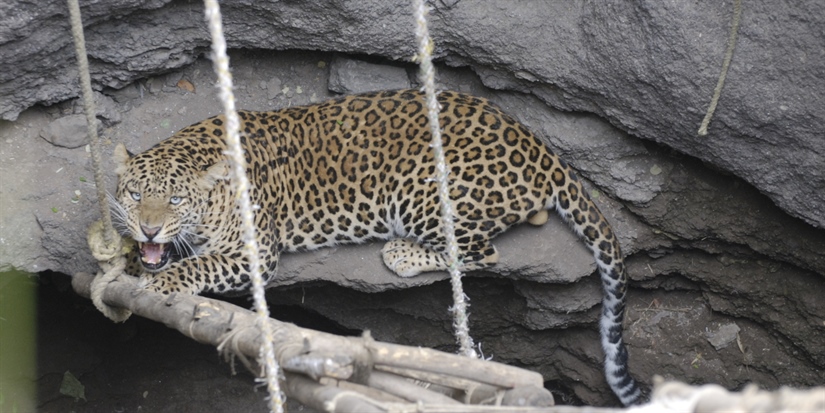 GPS collared leopard becomes movie star