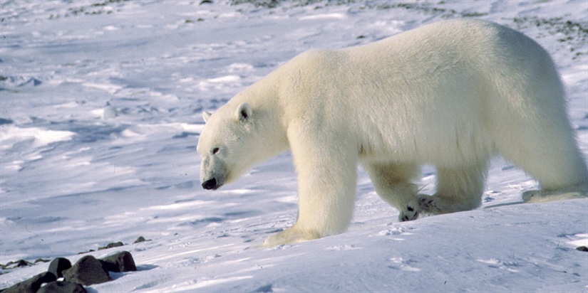 Isbjørnen bytter diett, fra kjøtt til egg