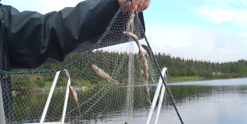 Gode fiskebestander i Tunnsjøen og Tunnsjøflyan