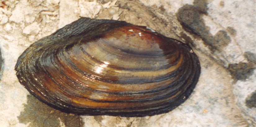 The Status Quo on Europe’s Mussels