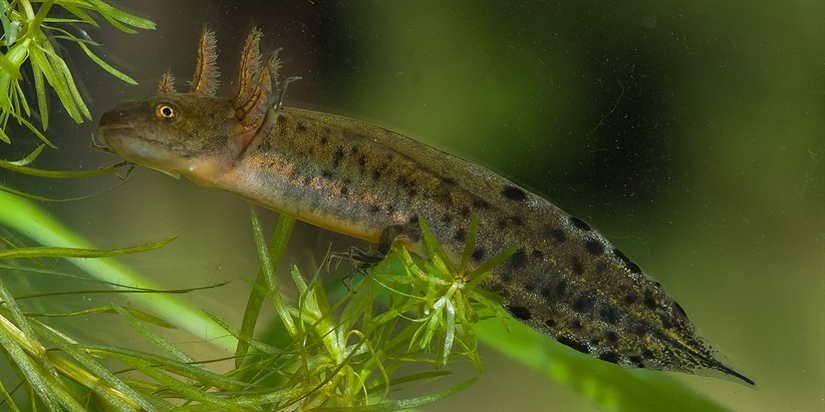 Salamanderen er en kortsiktig klimavinner