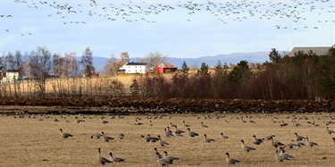 Gåsejegerne blir stadig mer treffsikre