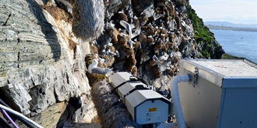 Følg fugl og forskere i fuglefjellet på Hornøya