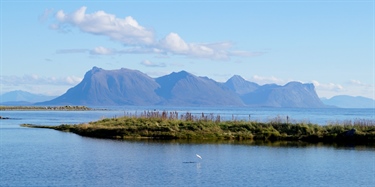 Mer lakselus på villfisk