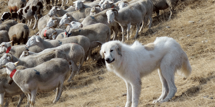 Exploring ways to "Coexist with wildlife"