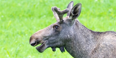 Ber jegere levere inn hoder fra elg, hjort og villrein 