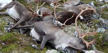 Villreinflokken som ble drept av lyn hadde ikke CWD