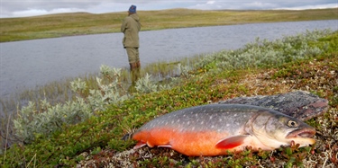 Fisket i Finnmark gir både fisk og penger