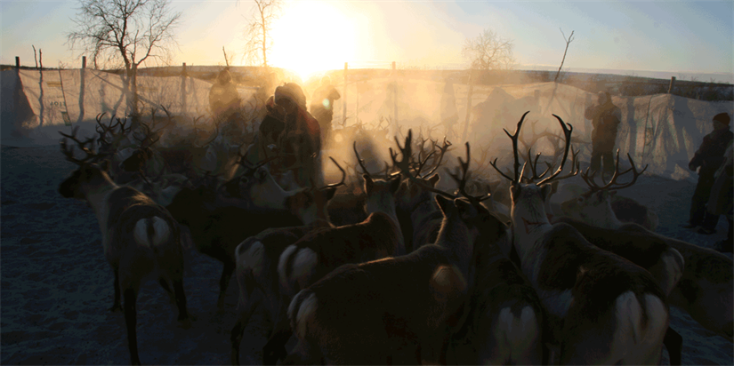 Forskere tilbakeviser at reindrifta i Sverige er truet