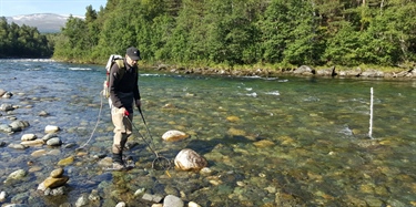 Har fulgt fisken i Driva i 40 år 