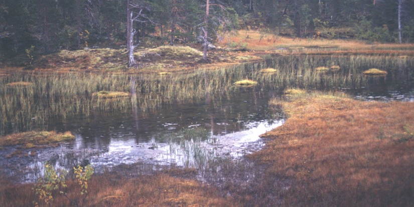 Kunnskap gjør «roteskogen» vakker