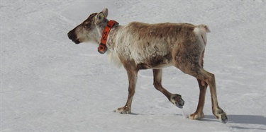 Nytt funn av skrantesjuke i levende villreinbukk