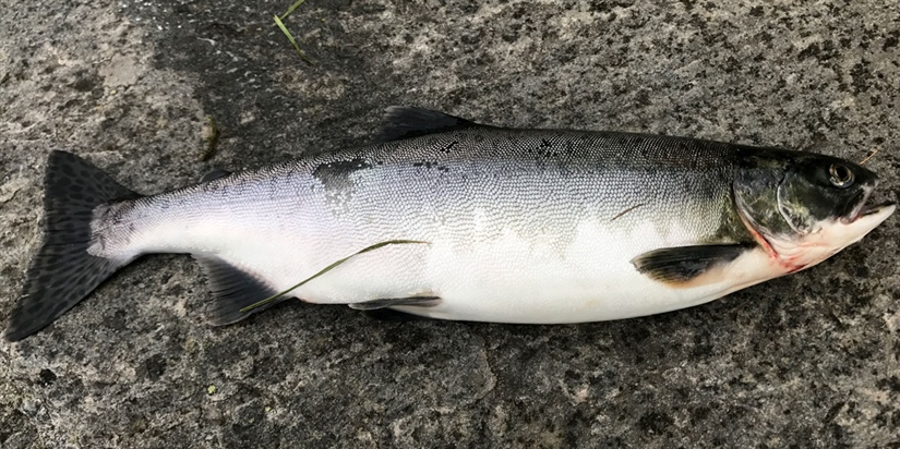 Har du fått pukkellaks i sommer?