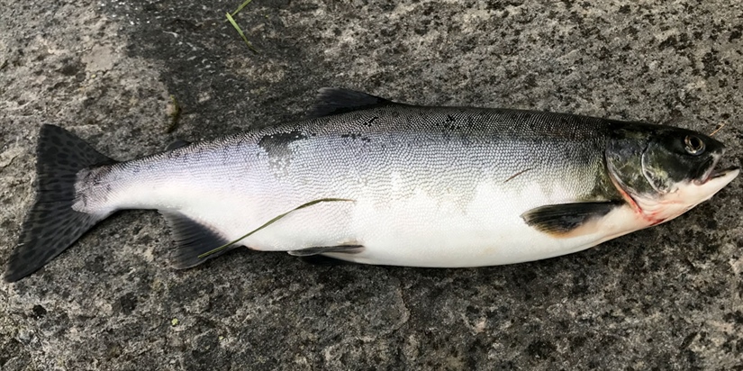 Har du fått pukkellaks i sommer?