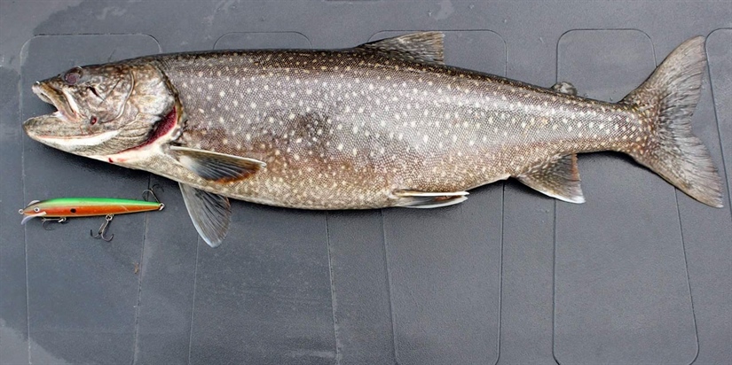 Canadarøye – fremmed fisk med potensial for stor skade