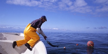 Hvor har laksen i havet sin opprinnelse?