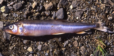 Liten fisk fører til store endringer i Storsjøen