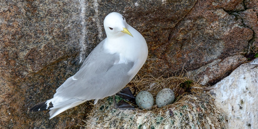 Varmere havmiljø svekker krykkjas eggproduksjon