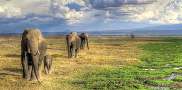 Elefanter i Namibia mer stresset utenfor nasjonalparken