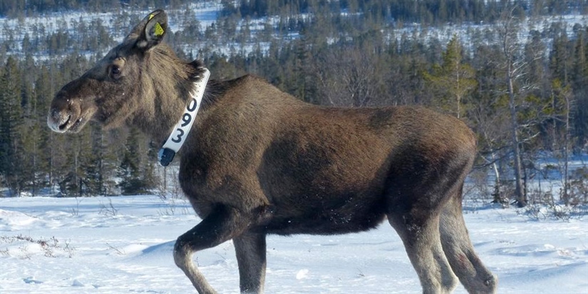 Mennesket påvirker dyrenes vandringer 