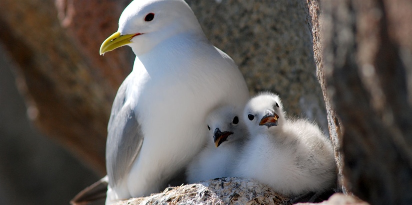 Flexibility in the foraging behaviour of the kittiwake may buffer the effect of marine environmental changes