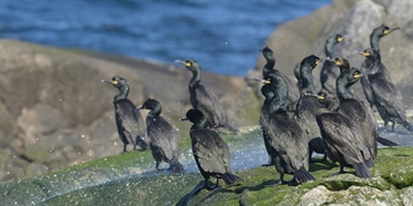 Toppskarvspy gir bedre fiskeforvaltning