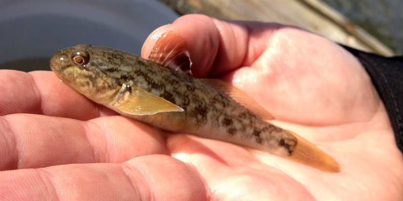 Fremmed fisk på rask frammarsj 