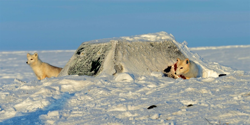 Fjellrevvalper til Varangerhalvøya