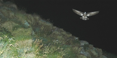 Unusual evolutionary development in Leach’s storm petrels