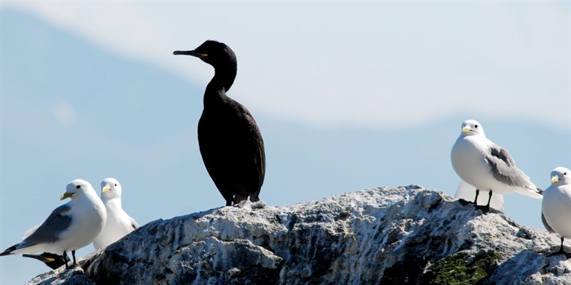 Doctoral defence: seabirds and offshore windpower 