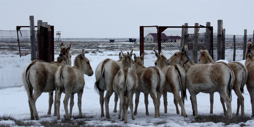 Kulan released from acclimatisation enclosure