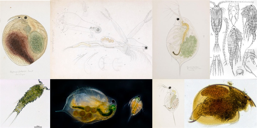 Arter på nett: hoppekreps og vannlopper 