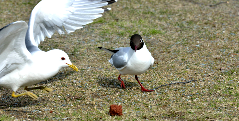 Råd for mating av måker