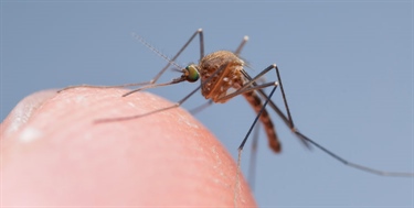 Kartlegger blodsugende insekter