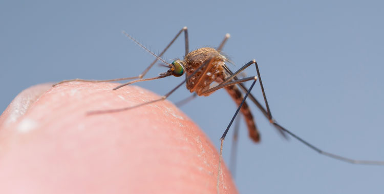 Kartlegger blodsugende insekter