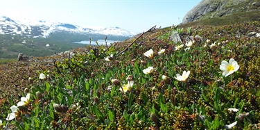 Høyere planter tar over i et varmere Arktis