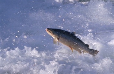 Storørreten sliter  