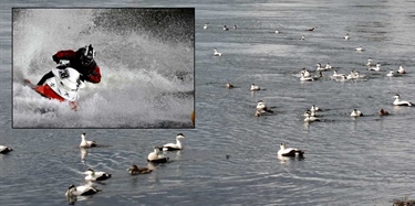 Når og hvor forstyrrer vannscootere sjøfuglene mest