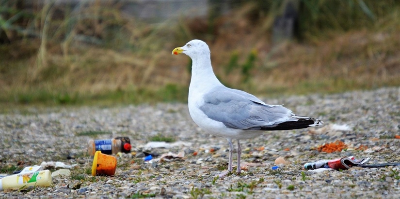 Vil overvåke plast i gulp og skit fra sjøfugler