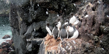 Lomvi og polarlomvi bruker stadig lengre tid i kolonien før eggleggingen starter