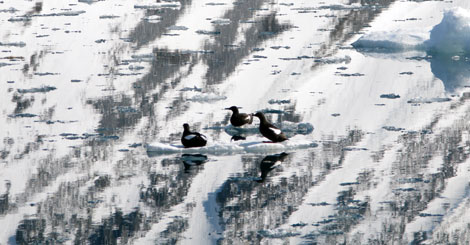 Nordområdenes natur sårbar for olje