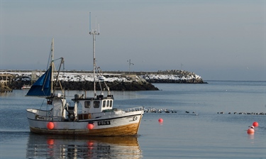 Setter søkelyset på bifangst av sjøfugl