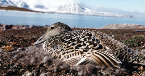 Ærfuglen med eget krimarkiv