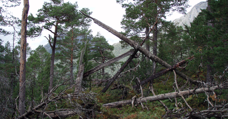 Gammel skog – viktig for biologisk mangfold og klimaet 