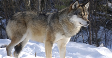 Oslo-ulvene er populære