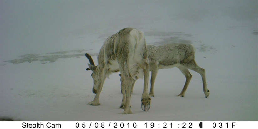 Reindeer mating – when it's good to be fat